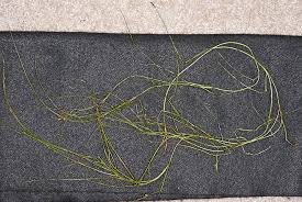 Attēlu rezultāti vaicājumam “Stuckenia filiformis”