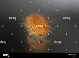 Attēlu rezultāti vaicājumam “Anthrenus sp. larva”