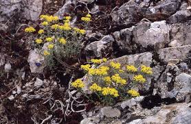 Attēlu rezultāti vaicājumam “Erysimum hieracifolium leaf”