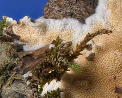 Attēlu rezultāti vaicājumam “Pucciniastrum areolatum”