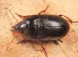 Attēlu rezultāti vaicājumam “Amara sp.”