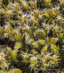 Attēlu rezultāti vaicājumam “Racomitrium canescens”