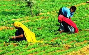 Bihar village finds a place on global map for organic farming