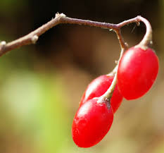 Attēlu rezultāti vaicājumam “Solanum dulcamara fruit”