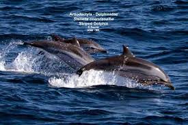 Image result for Stenella coeruleoalba