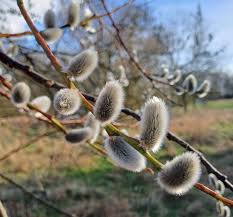 Attēlu rezultāti vaicājumam “Salix daphnoides subsp. acutifolia”