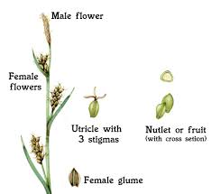 Attēlu rezultāti vaicājumam “Carex dioica male flower”