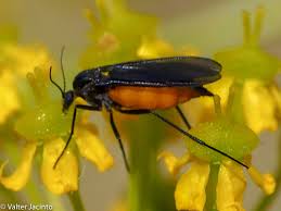 Attēlu rezultāti vaicājumam “Sciara analis”