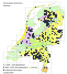 Attēlu rezultāti vaicājumam “Straminergon stramineum”