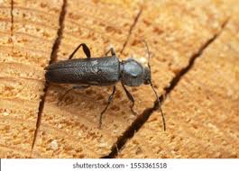 Attēlu rezultāti vaicājumam “Scardia boletella pupa”