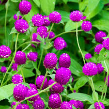 Image result for Kugelamarant