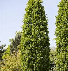 Attēlu rezultāti vaicājumam “Quercus robur Fastigiata”