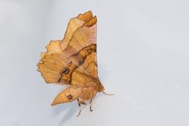 Attēlu rezultāti vaicājumam “Selenia dentaria imago”