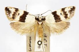 Attēlu rezultāti vaicājumam “Oecophoridae”