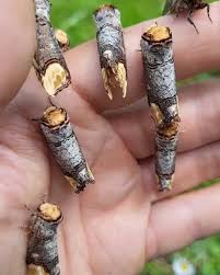 Attēlu rezultāti vaicājumam “Phalera bucephala larva”