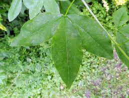 Attēlu rezultāti vaicājumam “Laburnum anagyroides leaf”
