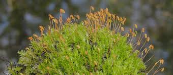 Attēlu rezultāti vaicājumam “Plagiomnium elatum”