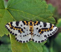 Attēlu rezultāti vaicājumam “Abraxas grossulariata pupa”