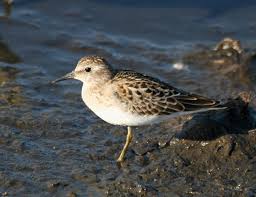 Image result for Calidris minutilla