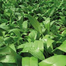 Attēlu rezultāti vaicājumam “Allium ursinum leaf”