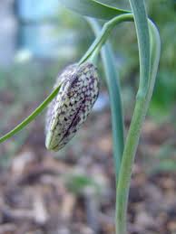 Attēlu rezultāti vaicājumam “Meleagris”