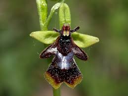 Attēlu rezultāti vaicājumam “Ophrys insectifera”