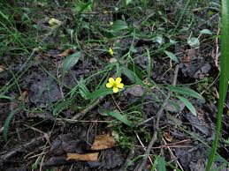Attēlu rezultāti vaicājumam “Oenothera rubricauli flower”
