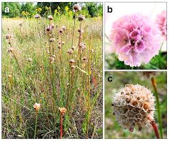 Attēlu rezultāti vaicājumam “Armeria vulgaris leaf”