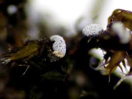 Attēlu rezultāti vaicājumam “Badhamiopsis ainoae macro”