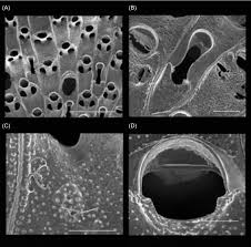 Attēlu rezultāti vaicājumam “Tubifera magna”