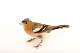 Attēlu rezultāti vaicājumam “Fringilla coelebs male”