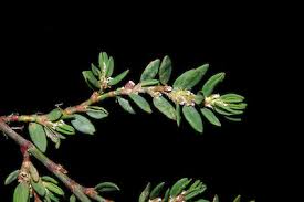 Attēlu rezultāti vaicājumam “Polygonum aviculare”