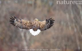 Attēlu rezultāti vaicājumam “Haliaeetus albicilla”