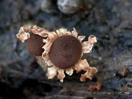 Attēlu rezultāti vaicājumam “Diderma floriforme macro”