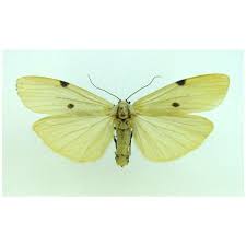 Attēlu rezultāti vaicājumam “Lithosia quadra female”