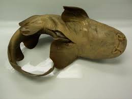 Image result for Ginglymostoma unami