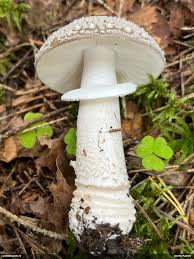 Attēlu rezultāti vaicājumam “Diderma montanum macro”