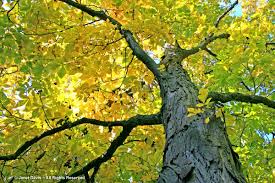 Attēlu rezultāti vaicājumam “Carya ovata leaf”