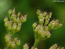 Image result for Pimpinella saxifraga