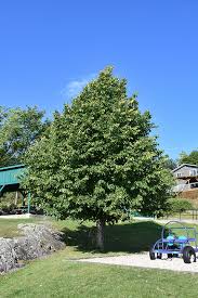 Attēlu rezultāti vaicājumam “Tilia cordata”