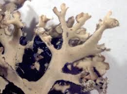 Attēlu rezultāti vaicājumam “Hypogymnia vittata”