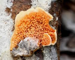 Attēlu rezultāti vaicājumam “Leucogyrophana mollusca”