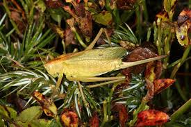 Attēlu rezultāti vaicājumam “Tettigonia cantans”