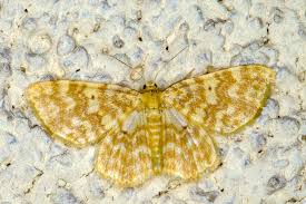 Attēlu rezultāti vaicājumam “Hydrelia flammeolaria”