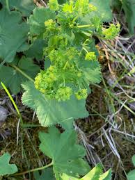 Attēlu rezultāti vaicājumam “Alchemilla vulgaris aggr. bud”