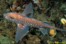 Image result for Hydrolagus colliei