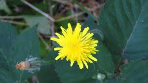 Attēlu rezultāti vaicājumam “Crepis paludosa fruit”