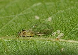 Attēlu rezultāti vaicājumam “Aphodius sp. imago”