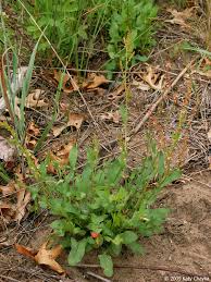 Attēlu rezultāti vaicājumam “Rumex acetosa bud”