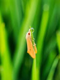 Attēlu rezultāti vaicājumam “Crambidae”